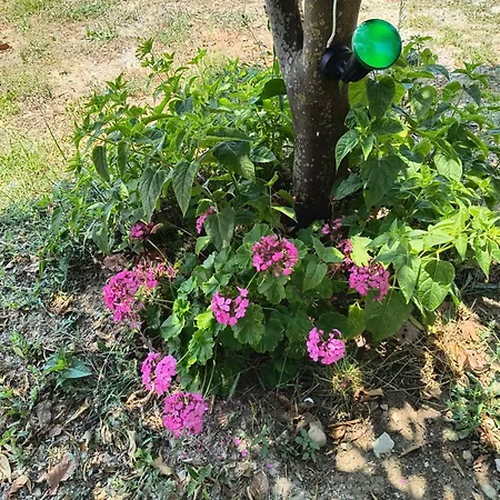 度假居 Avocado House *