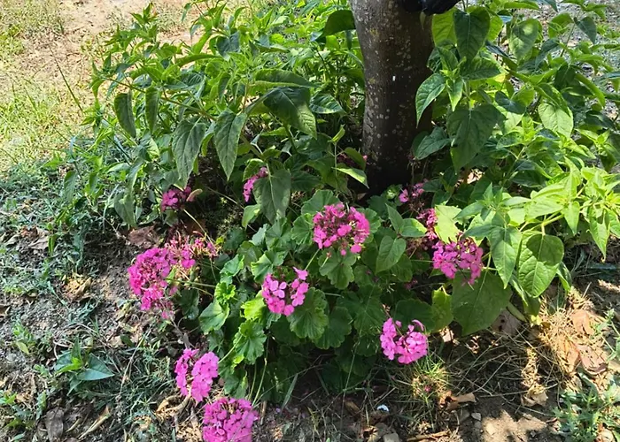 Holiday home Avocado House *